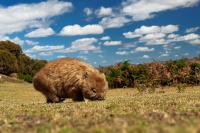 Vombat obecny - Vombatus ursinus - Common Wombat o6283